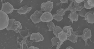 Ionencoating rijt bacteriën uiteen