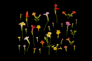 Over de bloemetjes en de genen