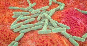 Productieboost door bacteriële competitie