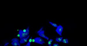 Concentratieboost voor fotosynthese