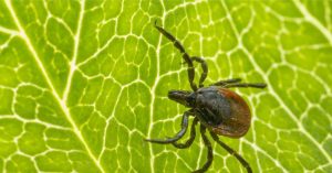 Teek dankt vasthoudendheid aan glycinerijke eiwitten