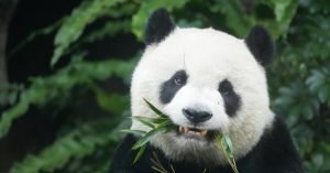 Carnivoor eet liever bamboe