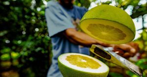 Fruitig vet vervangt varken