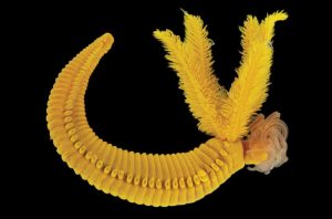 Diepzeeworm is juffertje Zonnestraal