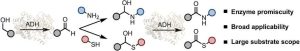 Eenvoudige en enzymatische synthese van amides