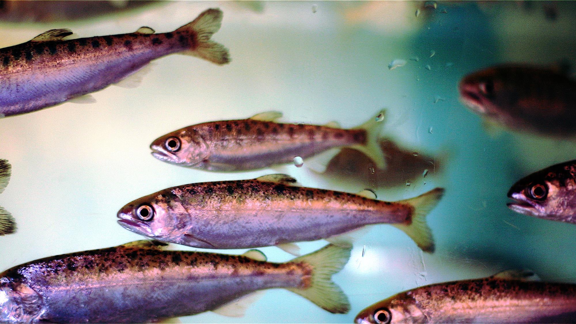 16349_cohosmolts_895392-2