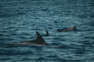 Bedorven bruinvis blijft bruikbaar